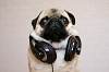 pug